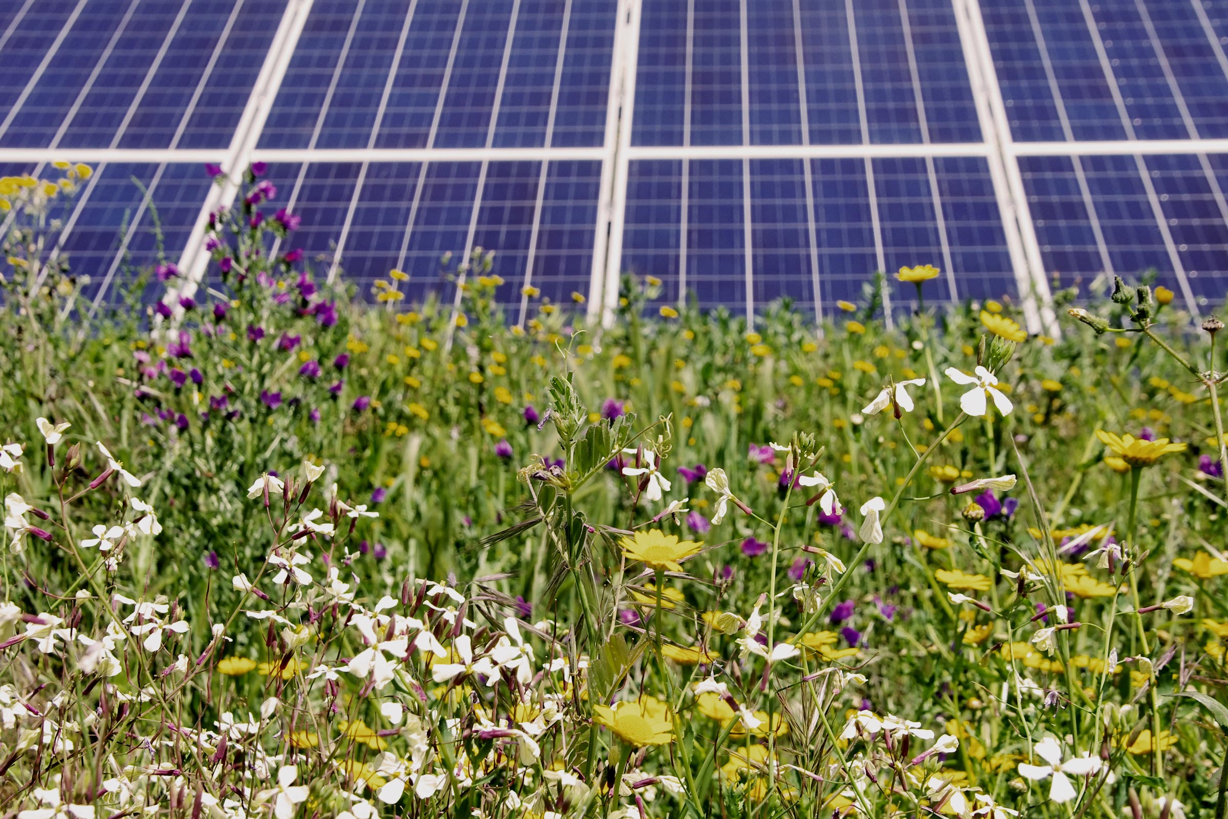 Wildflowers in front of solar panels