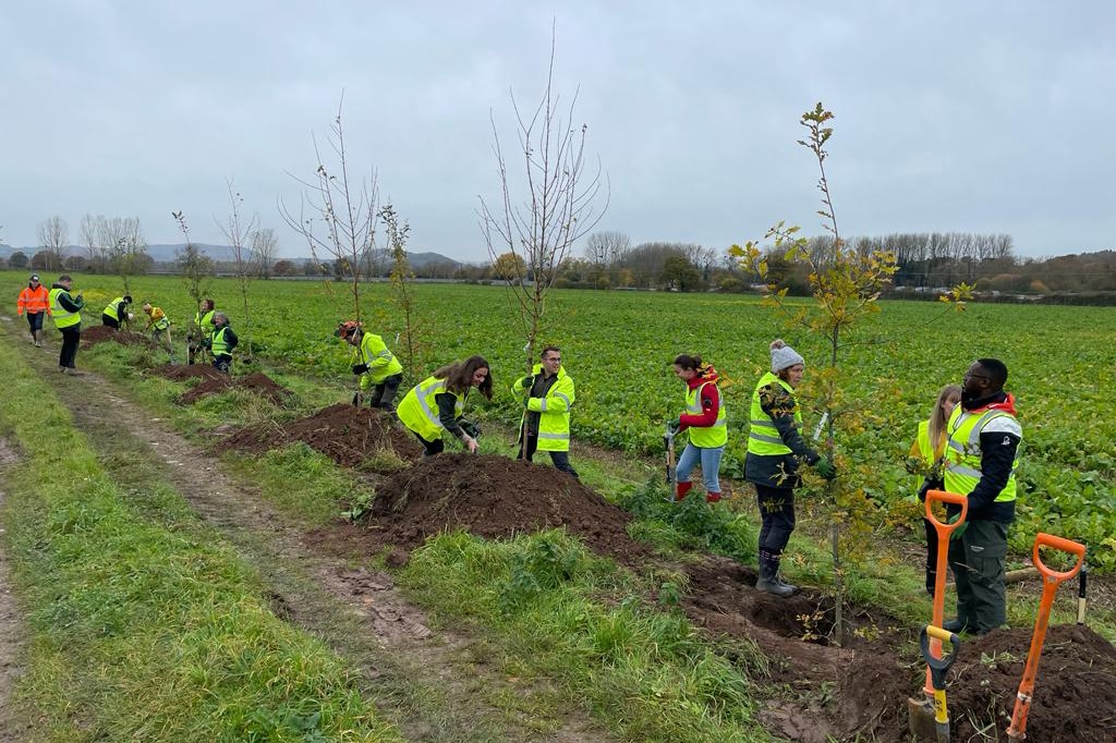 Planting of Black Poplar trees at Larport Solar Farm