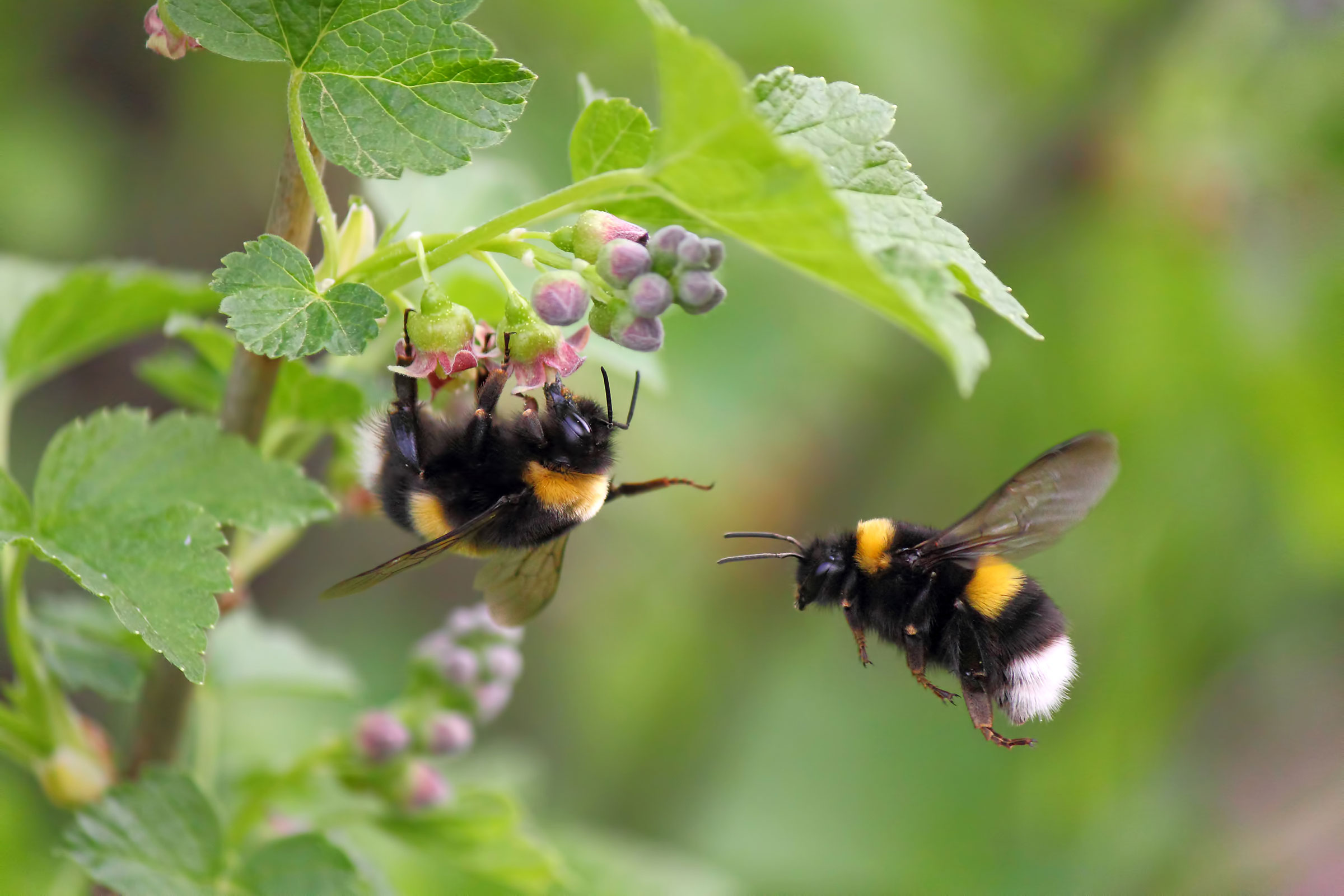 Bees on wildflowers