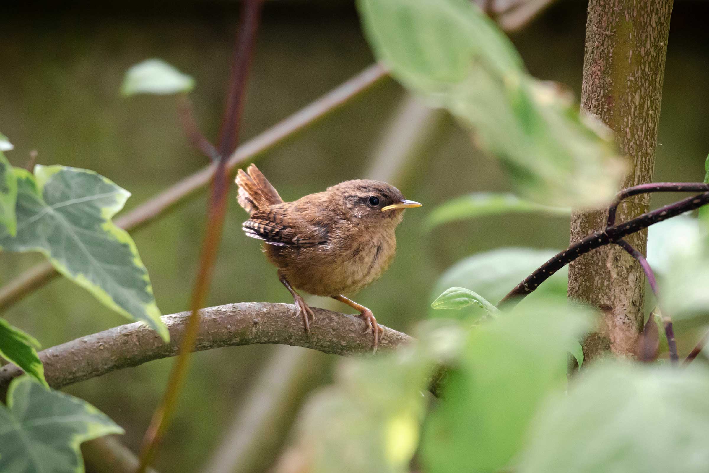 Wren in scrub